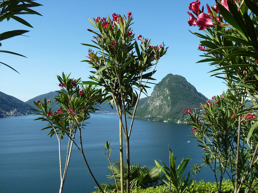 fiori su lugano